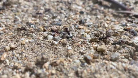 Ants1 Stock Footage 153961258
