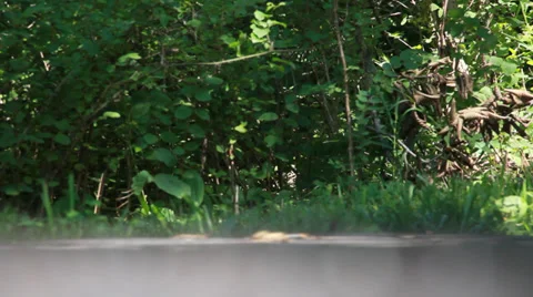 Ants10 Video stock 30442301