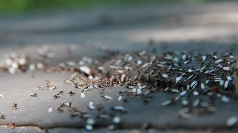 Ants11 Video stock 30442315