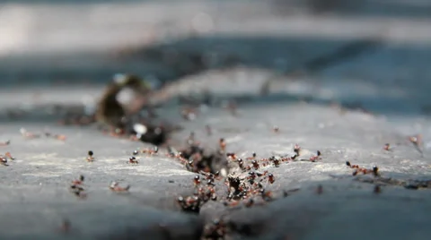 Ants12 Stock Footage 30442323