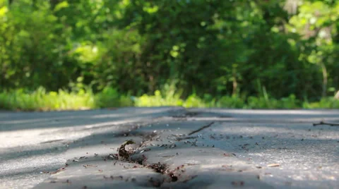 Ants13 Video stock 30442334