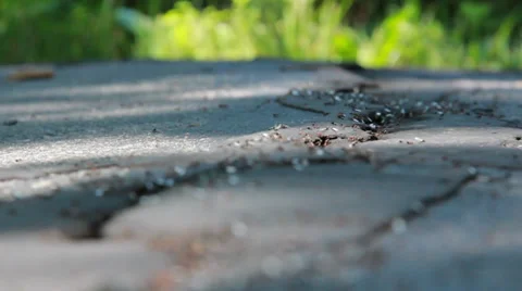 Ants14 Видео 30442348