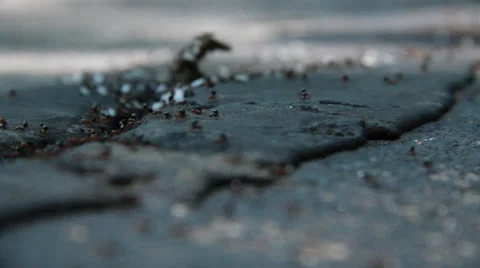 Ants2 Видео 30442266