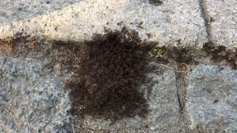 Ants2 Stock Footage 165902277
