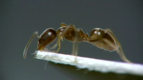 Ants3 Stock Footage 506502