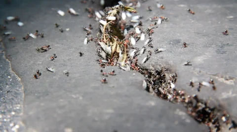 Ants3 Video stock 30442268