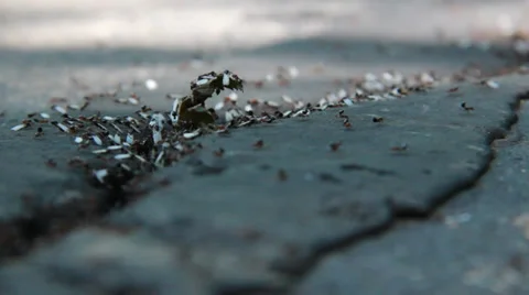 Ants4 Video stock 30442272