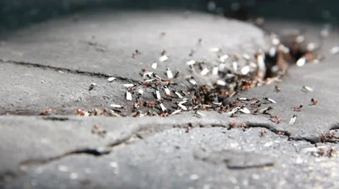 Ants5 Видео 30442276