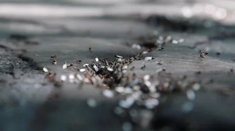 Ants7 Video stock 30442280