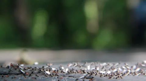 Ants8 Stock Footage 30442284