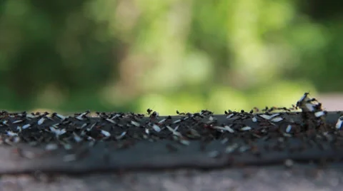 Ants9 Video stock 30442291