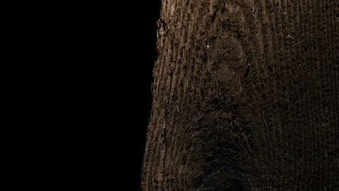 AntsClimb Macro Night EDITED SQNC Stock Footage 93616895