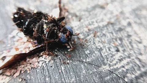 Antted bees Stock Footage 246761712