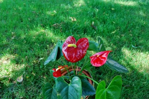 Anturia Stock Photos