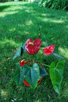 Anturia Stock Photos