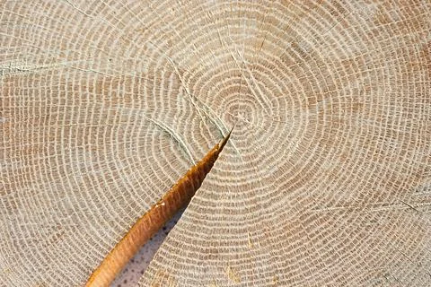 Anual rings of a tree Stock Photos