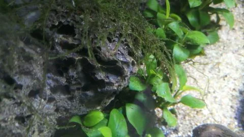 Anubia nana plant with java moss in aquarium Foto stock