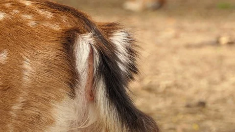 Anus antelope for natural.4k Stock Footage 92410872