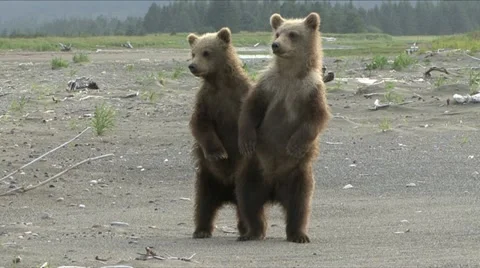 ANXIOUS BROWN BEAR CUBS 動画素材 12752655