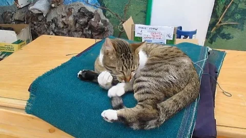 Anxious cat 動画素材 104003099