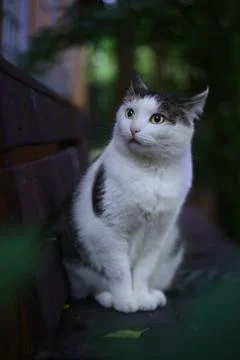 Anxious cat sit on the bench close up vertical photo Stock Photos