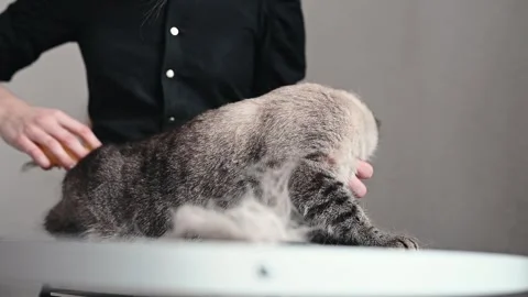 Anxious cat sits on grooming table while professional gently brushes its fur Stock Footage 306670141