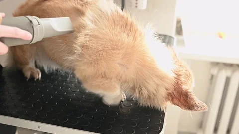 Anxious corgi reacts negatively to the drying process resisting the groomers Stock Footage 305546723