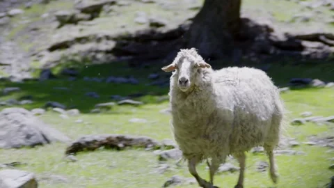 Anxious ewe Stock Footage 235110398