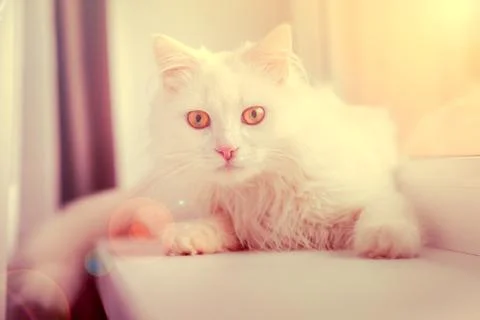 Anxious look of a cat Stock Photos