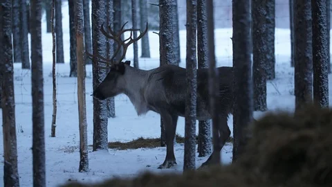 Anxious noble deer standing and looking around in a winter pine wood in Finland Video stock 122818341