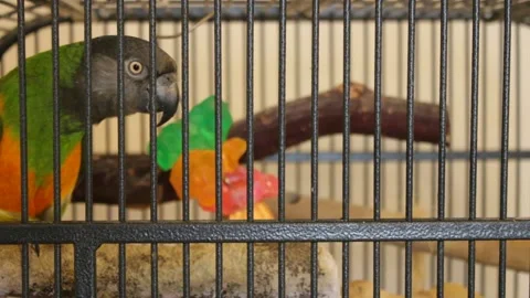 Anxious parrot head bobbing Video stock 155102995