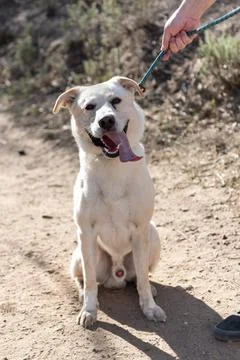 Anxious white Lab mix ready for the trails. Stock Photos