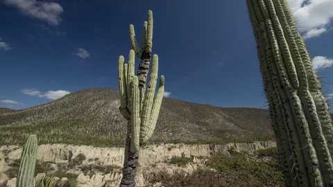 Any day for a cactus Stock Footage 72329238