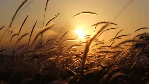 Any problems will vanish when looking at the wheat fields as if reassuring Video stock 237009996