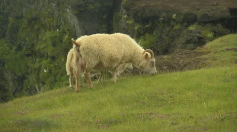 Anymals Sheep in Iceland Stock Footage 47765048