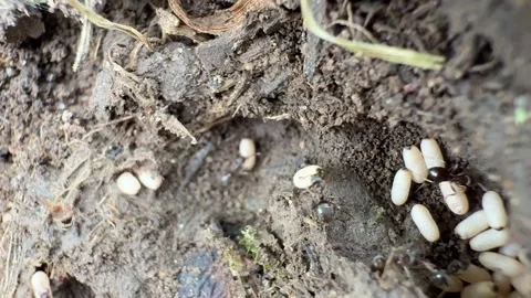Anys Moving Eggs from nest 库存影片 312514790