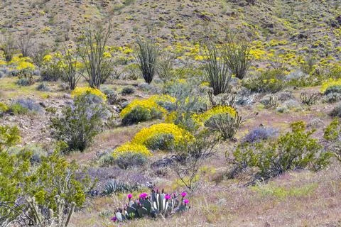 ANZA BORREGO CA. Stock Photos