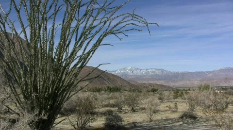 Anza Borrego ocotillo frames mountains Stock Footage