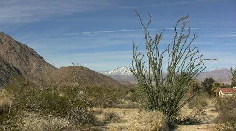 Anza Borrego ocotillo view Stock Footage 690100