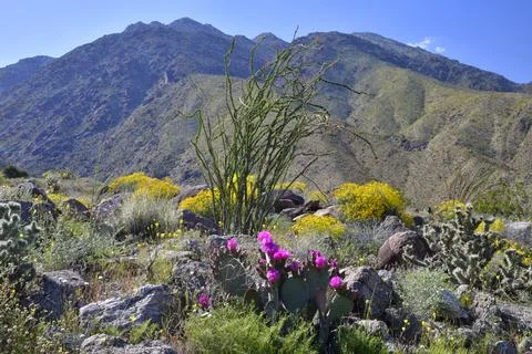 ANZA BORREGO SPRING Фото