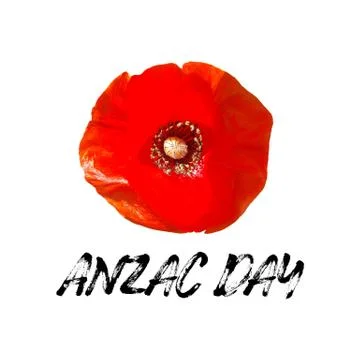 Anzac Day vector card. Bright Poppy Flower Stock Illustration