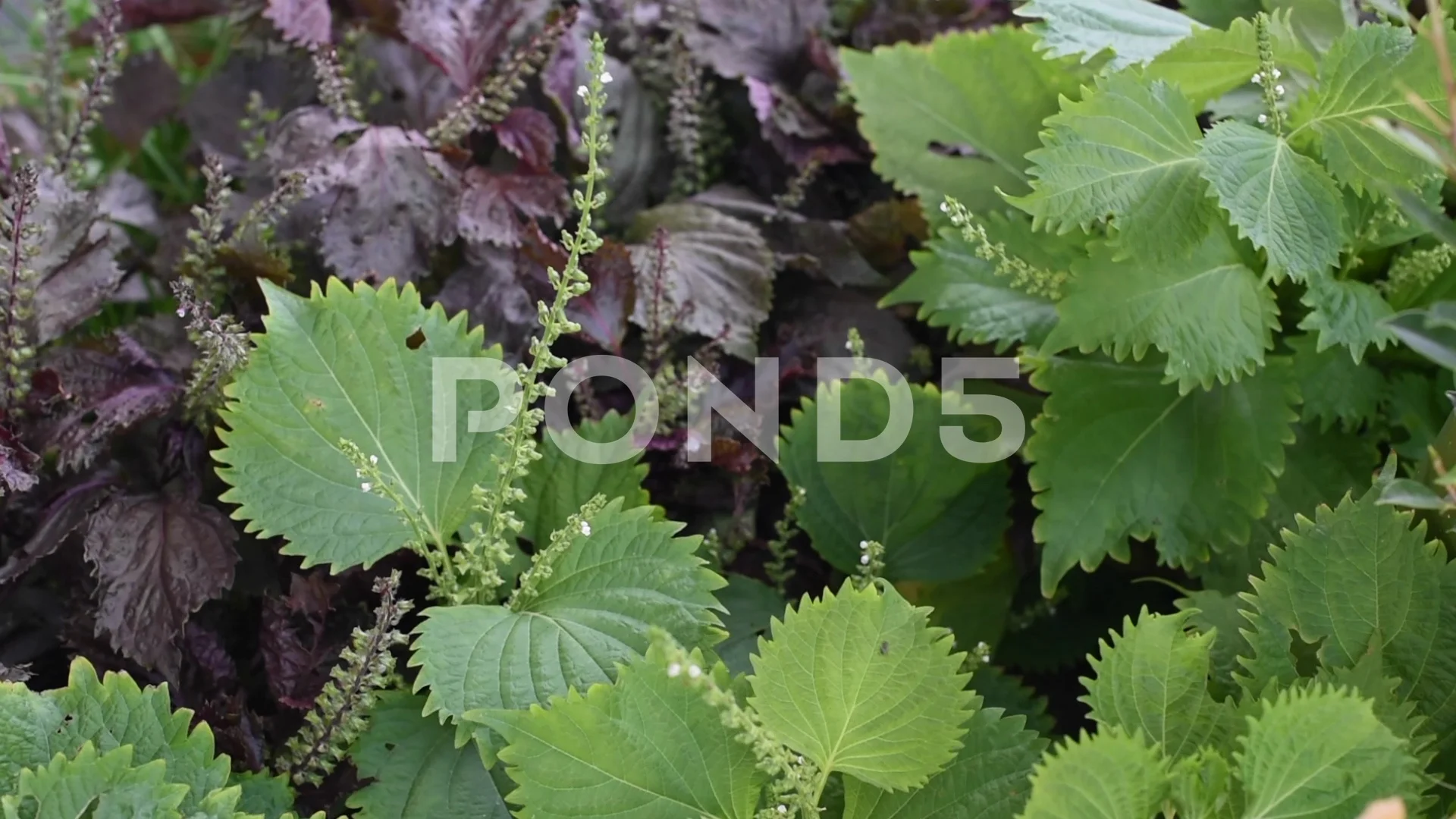 Aojiso Or Oba Leaves Vegetable Farm Stock Video Pond5
