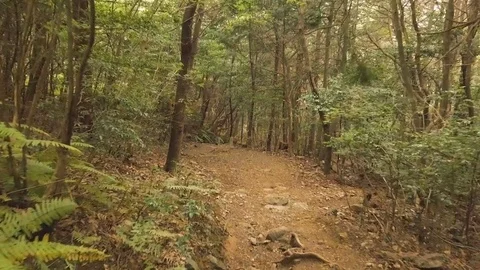 Aokigahara Forest Path, Japan Vídeo Stock 82289061