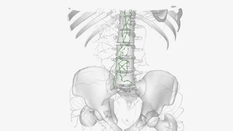 Aortic lymph stasis that resulted from lymphatic ligation promotes the Stock Footage 271033765