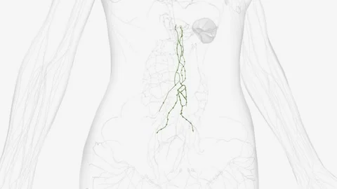 Aortic lymph stasis that resulted from lymphatic ligation promotes the Stock Footage 271034183