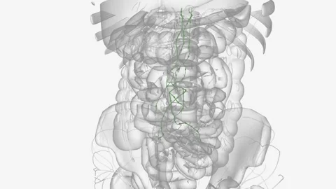 Aortic lymph stasis that resulted from lymphatic ligation promotes the Stock Footage 271042376