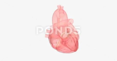 The aortic valve is between the left ventricle of the heart and the ...