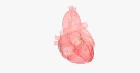 The aortic valve is between the left ventricle of the heart and the aorta, .. Stock Illustration