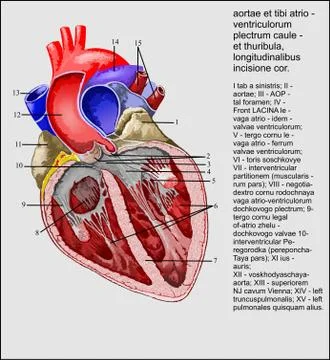 Aortic valve Latina Stock Illustration