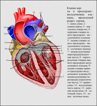 Aortic valve ru Stock Illustration